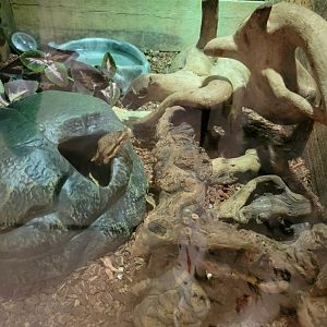 Roer's Zoofari - Ball python