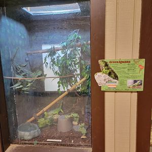 Roer's Zoofari - Green iguana