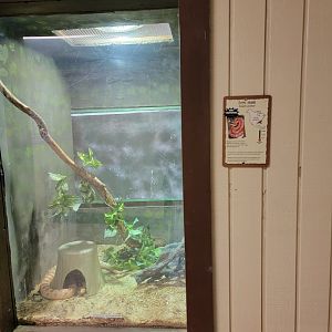 Roer's Zoofari - Roer's Zoofari - Corn snake