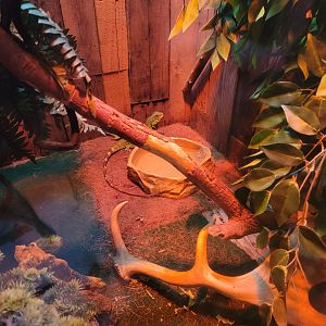 Roer's Zoofari - Chinese water dragon