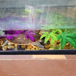 Roer's Zoofari - Turtle