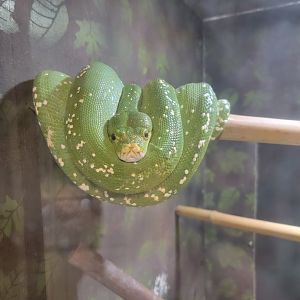 Roer's Zoofari - Green tree python