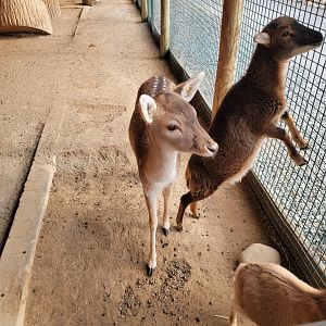 Roer's Zoofari - Baby hoofstock