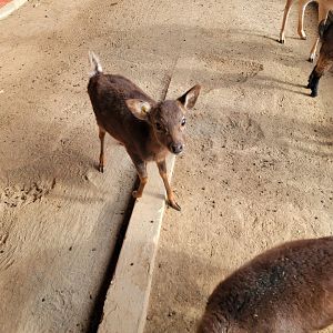 Roer's Zoofari - Sika deer fawn