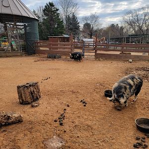 Roer's Zoofari - Kunekune pigs