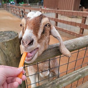 Roer's Zoofari - Goat