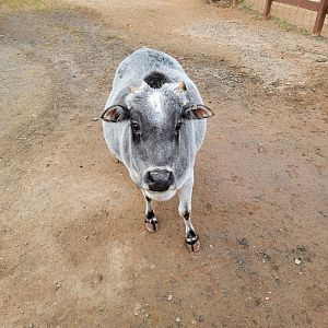 Roer's Zoofari - Pregnant mini zebu