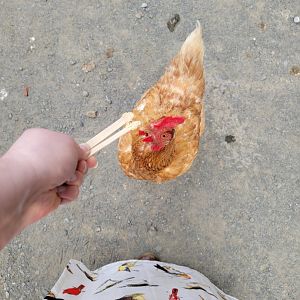 Roer's Zoofari - Chickens in aviary