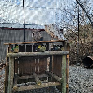 Roer's Zoofari - Indian peafowl, budgies in aviary