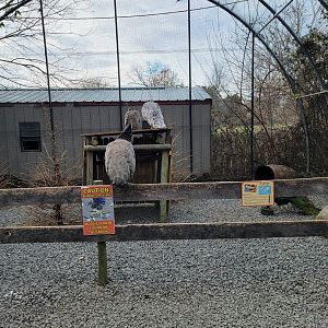 Roer's Zoofari - Indian peafowl, budgies in aviary