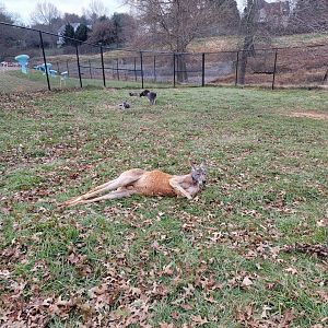 Roer's Zoofari - Red kangaroo, Bennett's wallabies