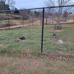 Roer's Zoofari - Red kangaroo, Bennett's wallabies