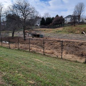 Roer's Zoofari - Mouflon?