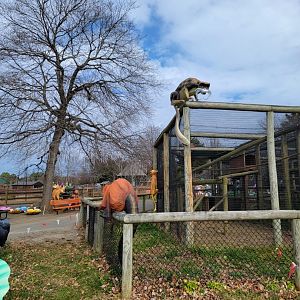 Roer's Zoofari - Monkeys