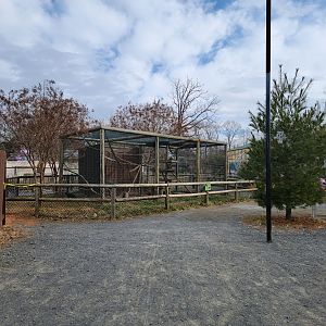 Roer's Zoofari - Tayra