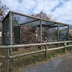 Roer's Zoofari - Tayra