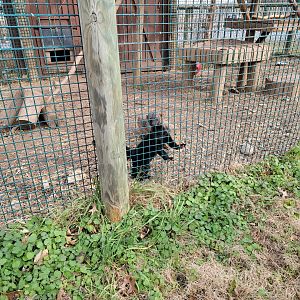Roer's Zoofari - Tayra, he's had his tooth fixed :)