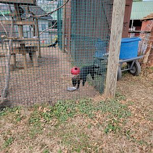Roer's Zoofari - Tayra, feeding time zoomies