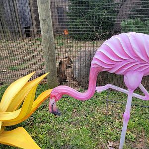 Roer's Zoofari - SA Coati, where bobcat used to be