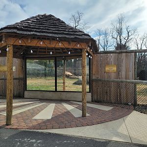 Roer's Zoofari - Cheetahs