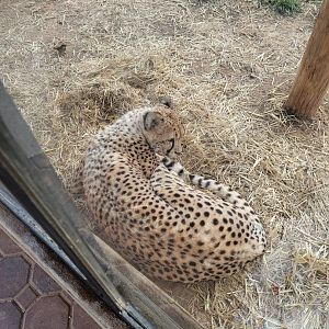 Roer's Zoofari - Cheetahs