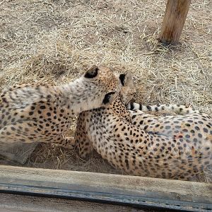 Roer's Zoofari - Cheetah grooming