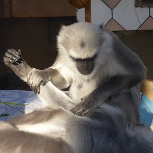 Langur grooming