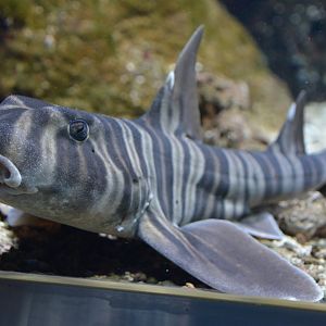 Zebra bullhead shark (Heterodontus zebra)
