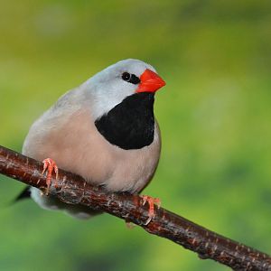 Long-tailed finch (Poephila acuticauda hecki)