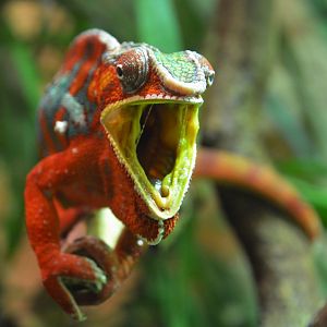 Panther chameleon (Furcifer pardalis)