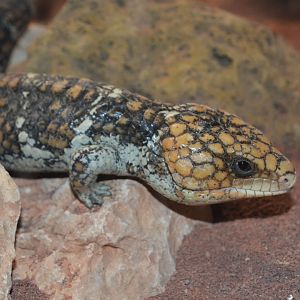 Western shingleback (Tiliqua rugosa rugosa)