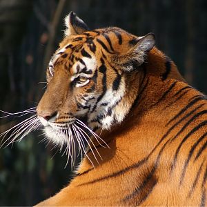 Xiaobin the South China Tiger