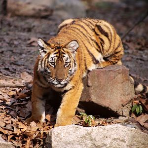 South China Tiger Cub, Female