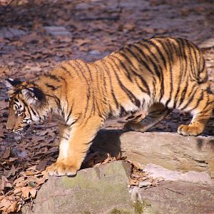 South China Tiger Cub, Female