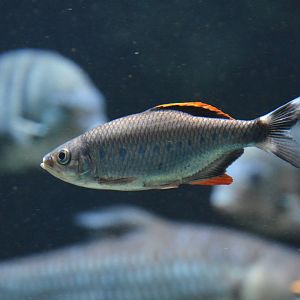 Malabar baril (Barilius malabaricus)