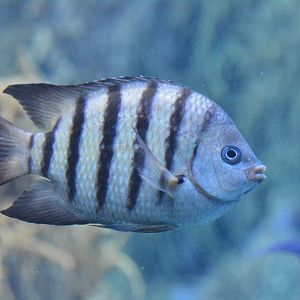 Bengal seargant (Abudefduf bengalensis)