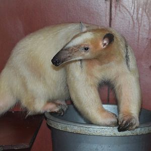 Yellow tamandua (Tamandua tetradactyla nigra)