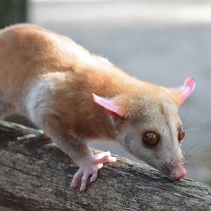 Derby's woolly opossum (Caluromys derbianus)