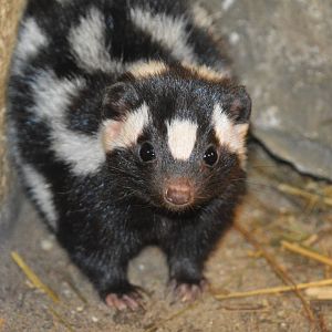 Eastern spotted skunk (Spilogale putorius)