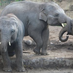 Asian elephant youngsters