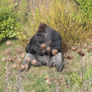 Bangui, silverback lowland gorilla