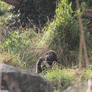 Western lowland gorilla youngster