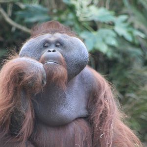 Bornean orangutan