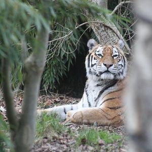 Siberian tiger