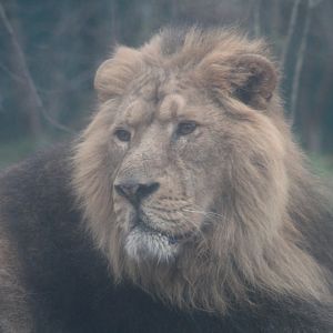 Asian Lion