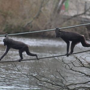 Sulawesi crested macaque