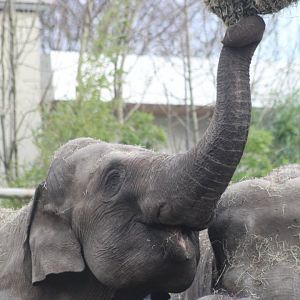 Asian elephant female