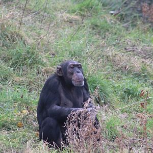Chimpanzee