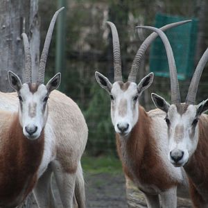 Scimitar horned oryx