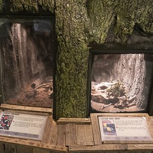 Jan. 2022 - Wild Florida - Eastern Coral Snake + Scarlet Kingsnake Exhibits